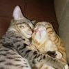 cat_love_15