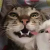 wibu_dep_trai