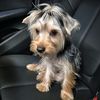 joy.the.yorkshereterrier