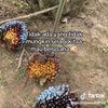 orika38