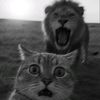 fer_chys8