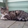 catireland1