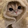 Cat for MJ
