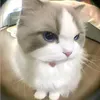 coofffeii