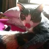 amorinha_mimi