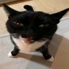 rat_ham17