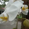 trangvu7192
