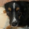chandler.handler