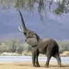 beneschoo