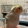 chickibirb