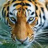 the__tiger__964