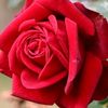 asmaiqbal876