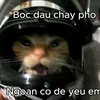 naponaal
