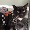 troncat.t