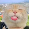 hoii46