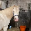 custard_the_pony