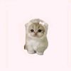 awacchie_