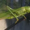 brigittem_1109