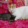 frostycatloveme