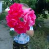_aleksey_2020_
