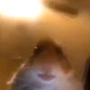 muravei_00