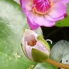 lehoa_6
