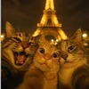 3_petits_chat