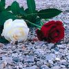 userbbir46g2ah
