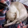 cocada_gata
