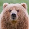 bear_fer_