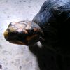 theturtlegary