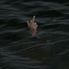 queen.hater1199