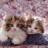 syuknyi.minie
