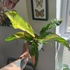 leafboyy