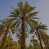 alatmimi_h
