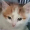 thecrazywafflething