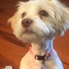 daisydog474