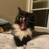 thecrazycatldy2
