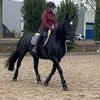 equestrian_fan01