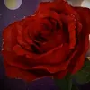 samanshwani36