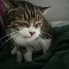 kitkatc131