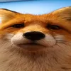 kali_the_fur