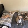chihuahuafamilyx5