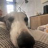 owedog
