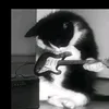 pedrz.zw