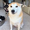 basedandstupid