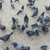 monssifmonss