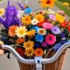 www.didocom