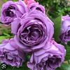 www.fatimaabdul31
