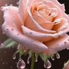 shanto.ariful